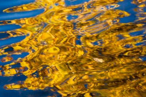 Abstract;Abstraction;Blue;Botanical;Calm;Emerald Lake;Fallen;Fallen Leaves;Gold;Healing;Health care;Healthcare;Leaf;Minimalism;Mirror;Modern;Nature;Pastoral;Ripple;Shape;United States;Veins;Vermont;Wabi Sabi;Water;Waterscape;Yellow;leaves;oneness;orange;pattern;peaceful;reflection;reflections;restful;serene;soothing;tranquil;zen